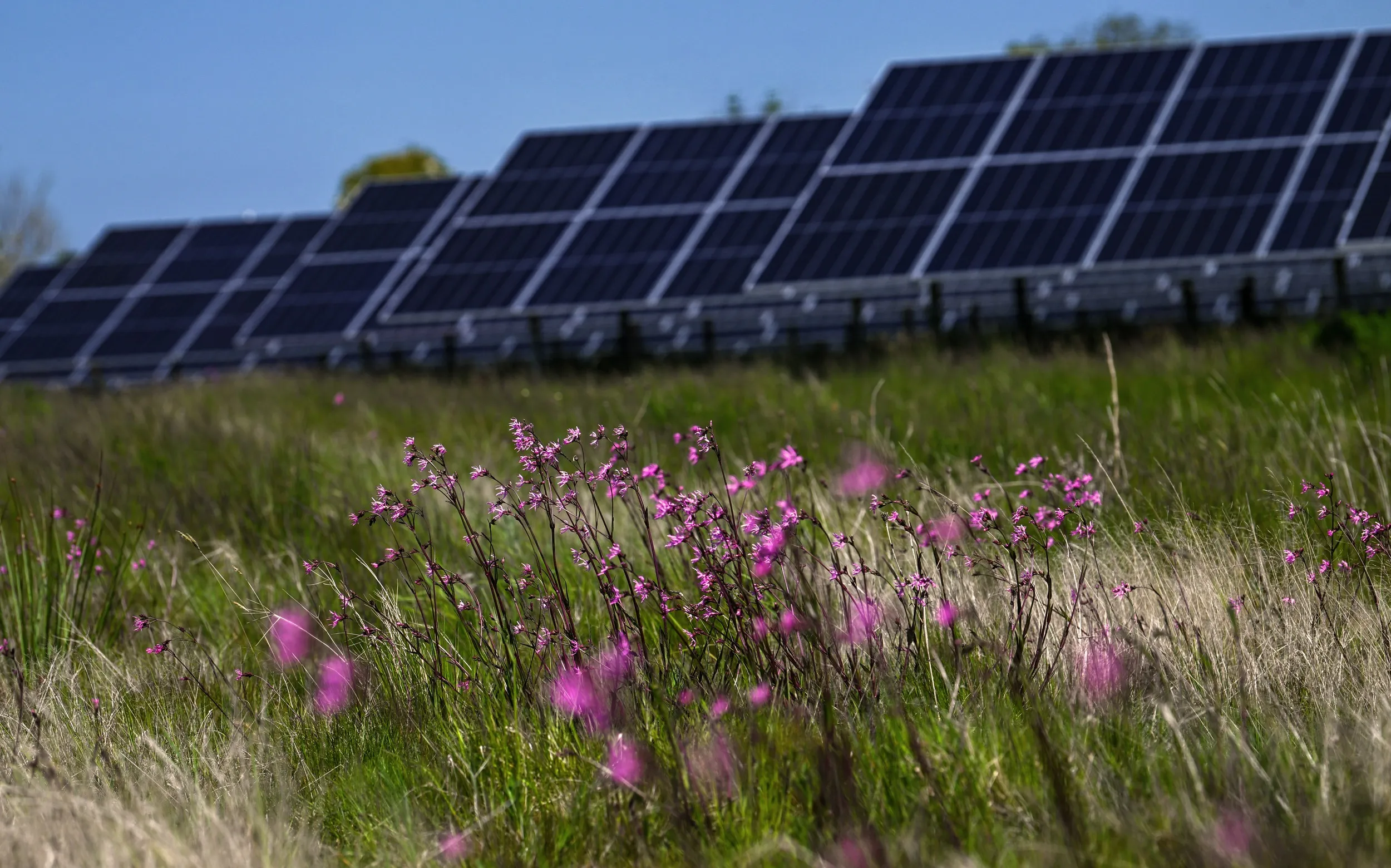 Wildflowers growing in front of solar panels