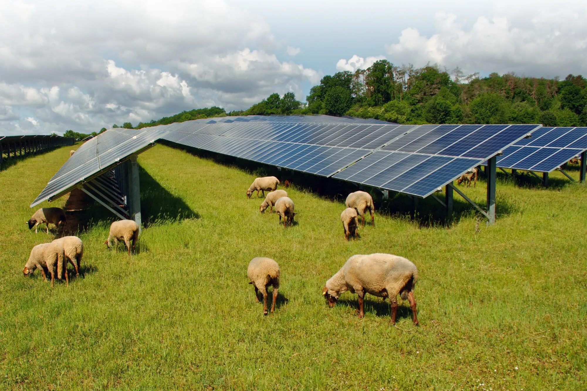 Sheep grazing beneath solar panels